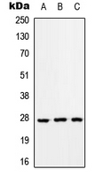 Rabbit Polyclonal Antibody to RAB33A