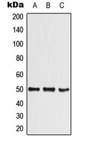Rabbit Polyclonal Antibody to SHARP1