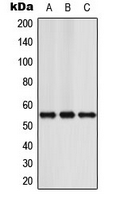 Rabbit Polyclonal Antibody to NFIA