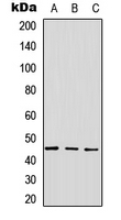 Rabbit Polyclonal Antibody to GPR143