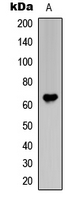 Rabbit Polyclonal Antibody to Frizzled 1/2/7