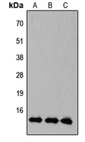 Rabbit Polyclonal Antibody to KLF10/11