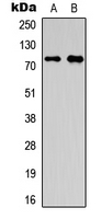 Rabbit Polyclonal Antibody to OLFML2A