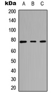 Rabbit Polyclonal Antibody to CARK