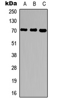 Rabbit Polyclonal Antibody to Ubiquilin 3