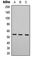 Rabbit Polyclonal Antibody to 5-HT7