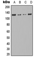 Rabbit Polyclonal Antibody to TAO1