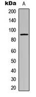Rabbit Polyclonal Antibody to Cadherin 24