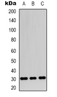 Rabbit Polyclonal Antibody to Apolipoprotein O-Like