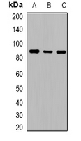 Rabbit Polyclonal Antibody to Cadherin 2