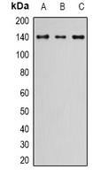 Rabbit Polyclonal Antibody to NIF1