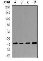 Rabbit Polyclonal Antibody to HAPLN4