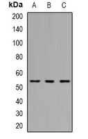 Rabbit Polyclonal Antibody to THNSL2