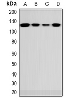 Rabbit Polyclonal Antibody to FUK