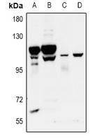 Rabbit Polyclonal Antibody to GPR115