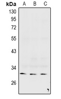 Rabbit Polyclonal Antibody to Connexin 31.3