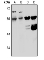Rabbit Polyclonal Antibody to Kv5.1