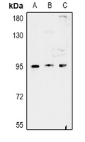 Rabbit Polyclonal Antibody to FAM35A/B