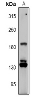 Rabbit Polyclonal Antibody to RGPD