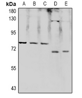 Rabbit Polyclonal Antibody to RPAP2