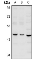 Rabbit Polyclonal Antibody to Serpin B12