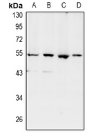Rabbit Polyclonal Antibody to SHD