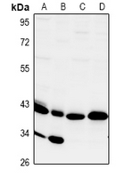 Rabbit Polyclonal Antibody to CD172g