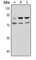 Rabbit Polyclonal Antibody to Prolyl Endopeptidase