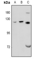 Rabbit Polyclonal Antibody to GPRC6A