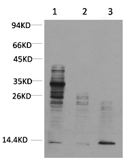 Mouse Monoclonal Antibody to Acetyl Lysine