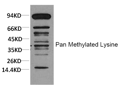 Mouse Monoclonal Antibody to Pan Methylated Lysine