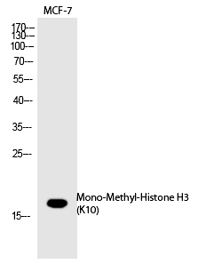 Rabbit Polyclonal Antibody to Histone H3 (Mono-Methyl-Lys10)