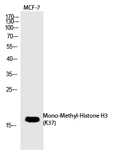 Rabbit Polyclonal Antibody to Histone H3 (Mono-Methyl-Lys37)