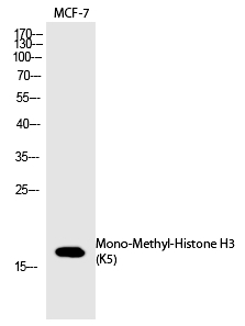 Rabbit Polyclonal Antibody to Histone H3 (Mono-Methyl-Lys5)