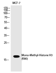 Rabbit Polyclonal Antibody to Histone H3 (Mono-Methyl-Lys80)
