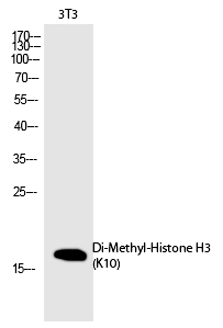 Rabbit Polyclonal Antibody to Histone H3 (Di-Methyl-Lys10)