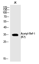 Rabbit Polyclonal Antibody to Ref-1 (Acetyl-Lys7)