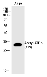 Rabbit Polyclonal Antibody to ATF-5 (Acetyl-Lys29)