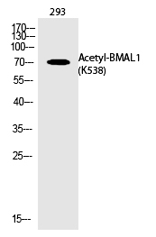 Rabbit Polyclonal Antibody to BMAL1 (Acetyl-Lys538)