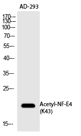 Rabbit Polyclonal Antibody to NF-E4 (Acetyl-Lys43)