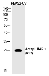 Rabbit Polyclonal Antibody to HMG-1 (Acetyl-Lys12)