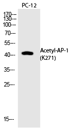 Rabbit Polyclonal Antibody to AP-1 (Acetyl-Lys271)