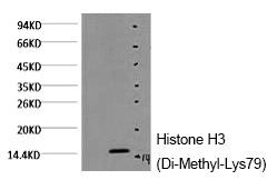 Mouse Monoclonal Antibody to Histone H3 (Di-Methyl-Lys79)