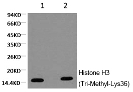 Mouse Monoclonal Antibody to Histone H3 (Tri-Methyl-Lys36)