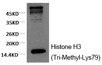 Mouse Monoclonal Antibody to Histone H3 (Tri-Methyl-Lys79)