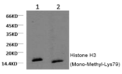 Mouse Monoclonal Antibody to Histone H3 (Mono-Methyl-Lys79)