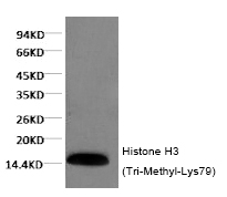 Mouse Monoclonal Antibody to Histone H3 (Tri-Methyl-Lys79)
