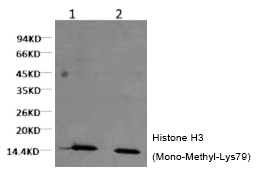 Mouse Monoclonal Antibody to Histone H3 (Mono-Methyl-Lys79)