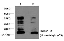 Mouse Monoclonal Antibody to Histone H3 (Mono-Methyl-Lys79)