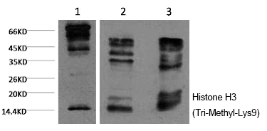 Mouse Monoclonal Antibody to Histone H3 (Tri-Methyl-Lys9)